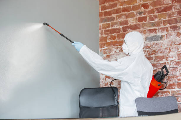 Best Mold Damage Restoration  in Cambridge, MN