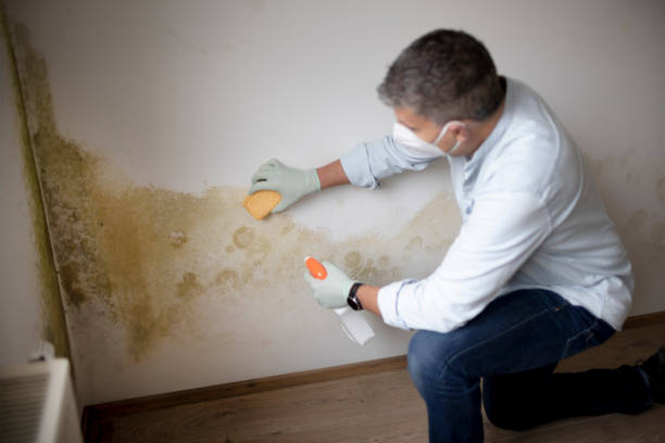 Best Mold Removal for HVAC Installations  in Cambridge, MN